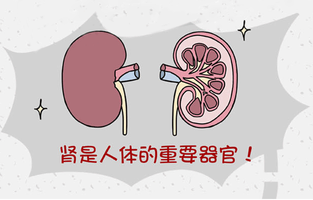 腎臟